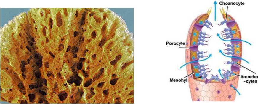 ostium in sponges